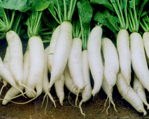 Củ cải trắng giúp trị nhiệt miệng