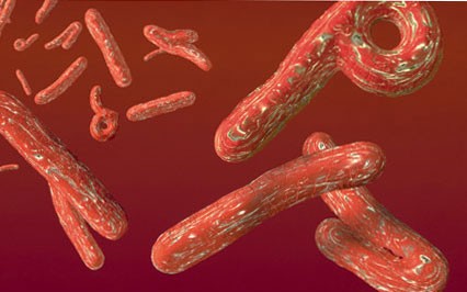 Hình ảnh của virus Ebola gây bệnh sốt xuất huyết trên người